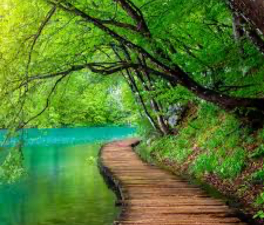 A wooden path curving alongside still green water beneath overhanging trees